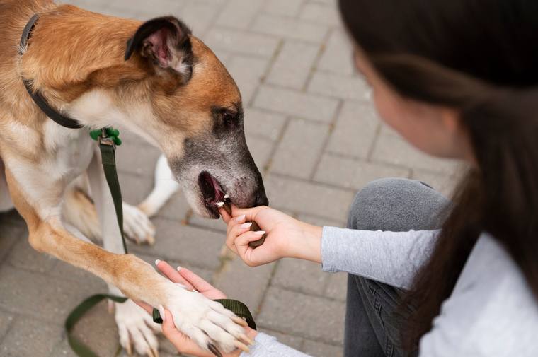 Dog on a leash with its handler